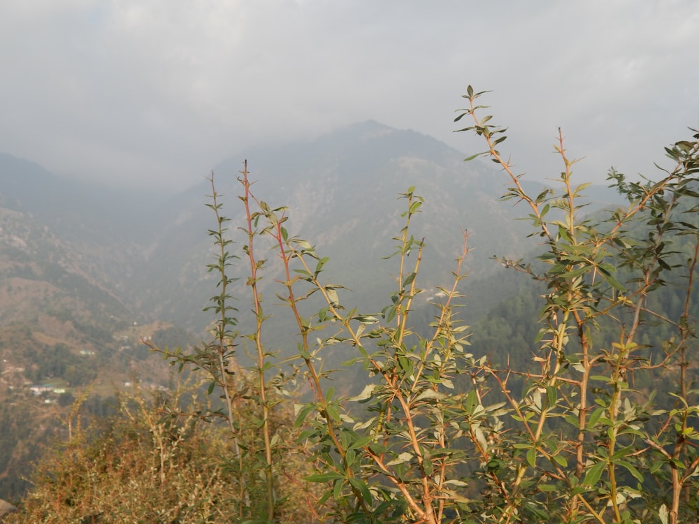 a view of a mountain range with trees in the foreground