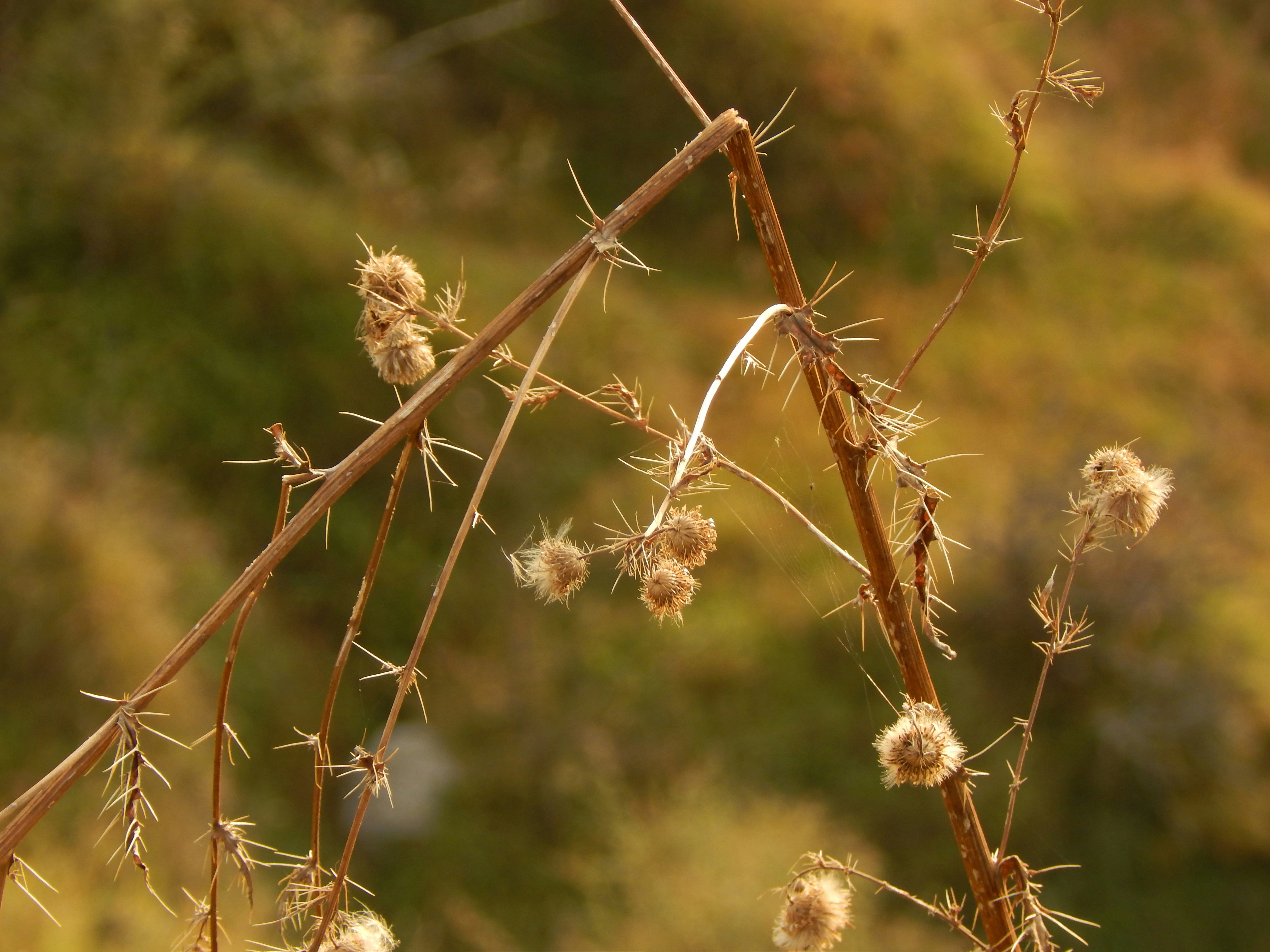 Photo by sandeeptripathi