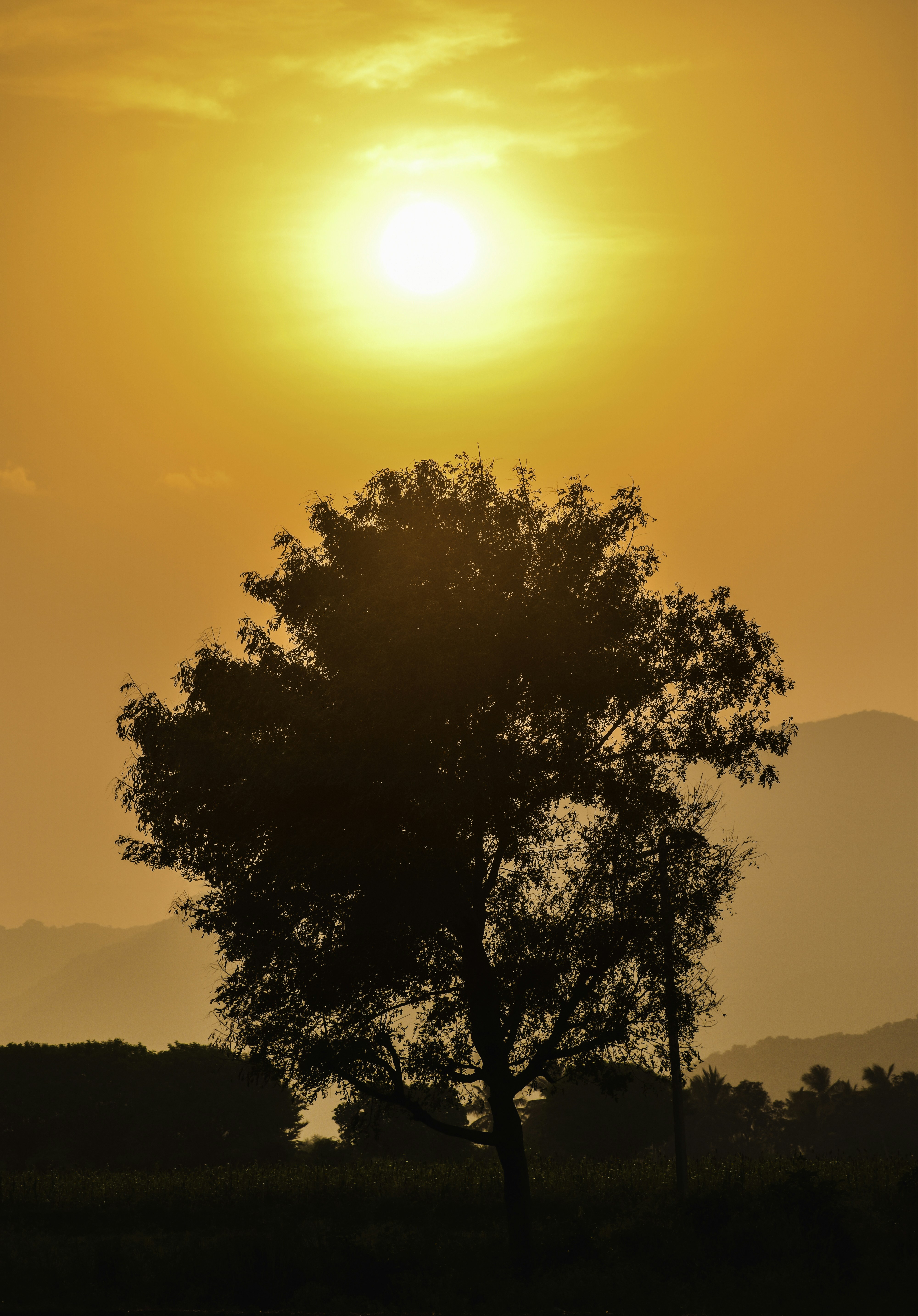 A lone tree is silhouetted against the setting sun photo – Free Nature ...