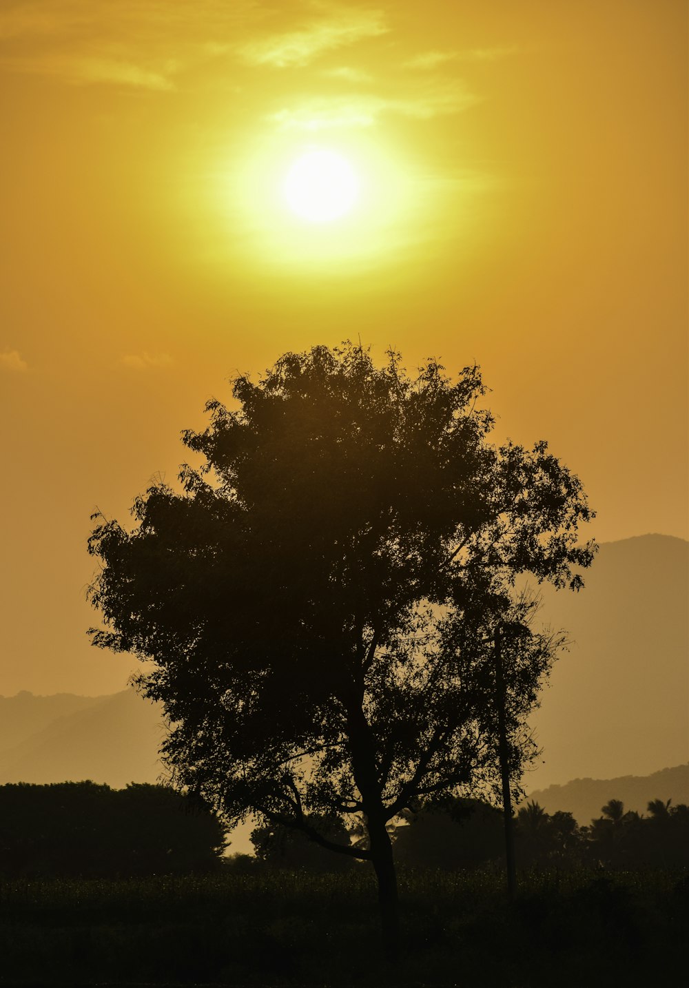 Un árbol solitario se recorta contra el sol poniente