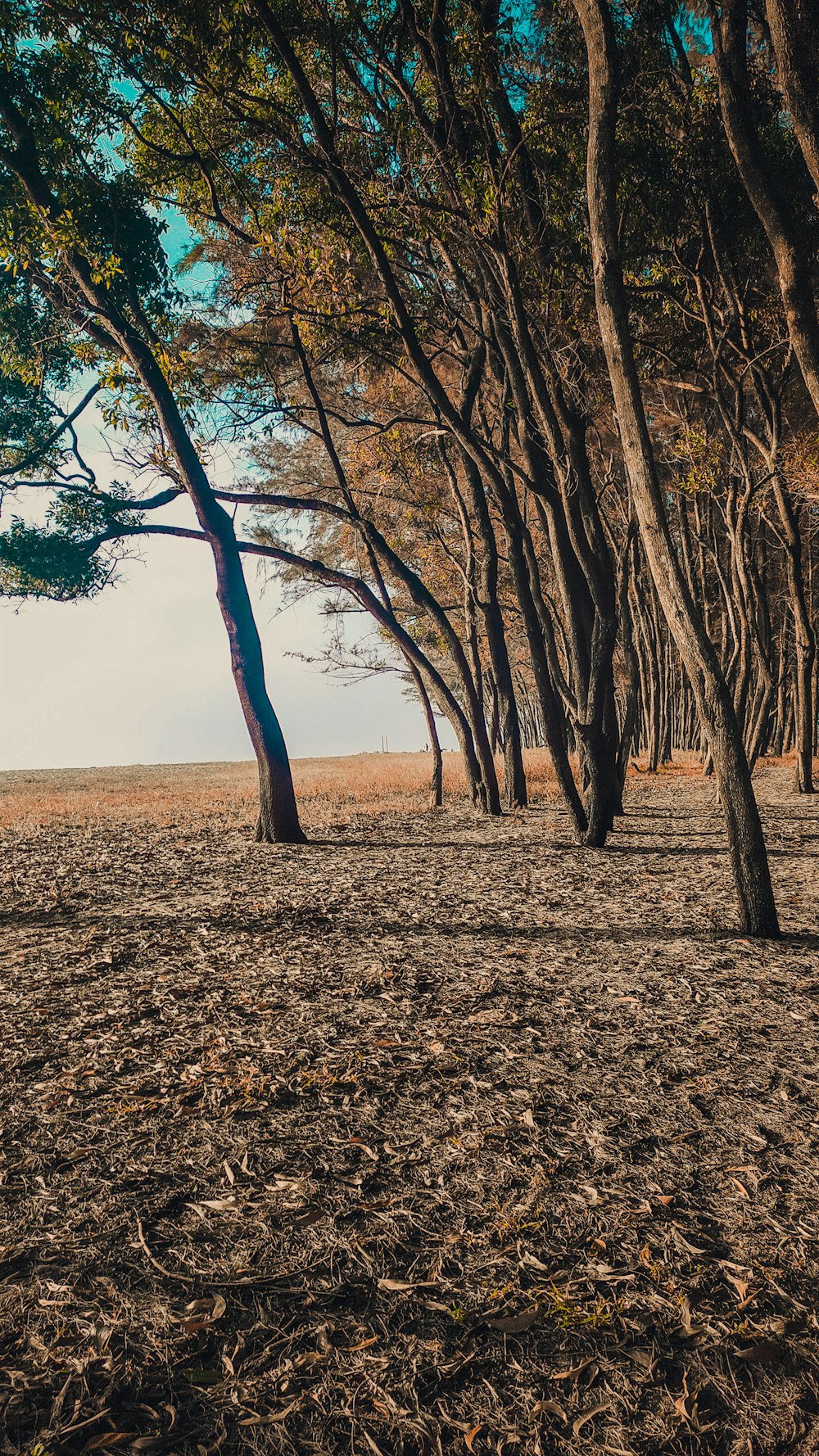 a group of trees that are standing in the dirt