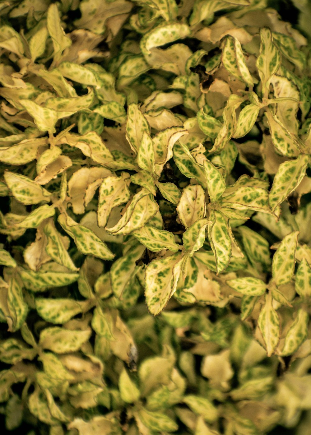 a close up of a bunch of green leaves