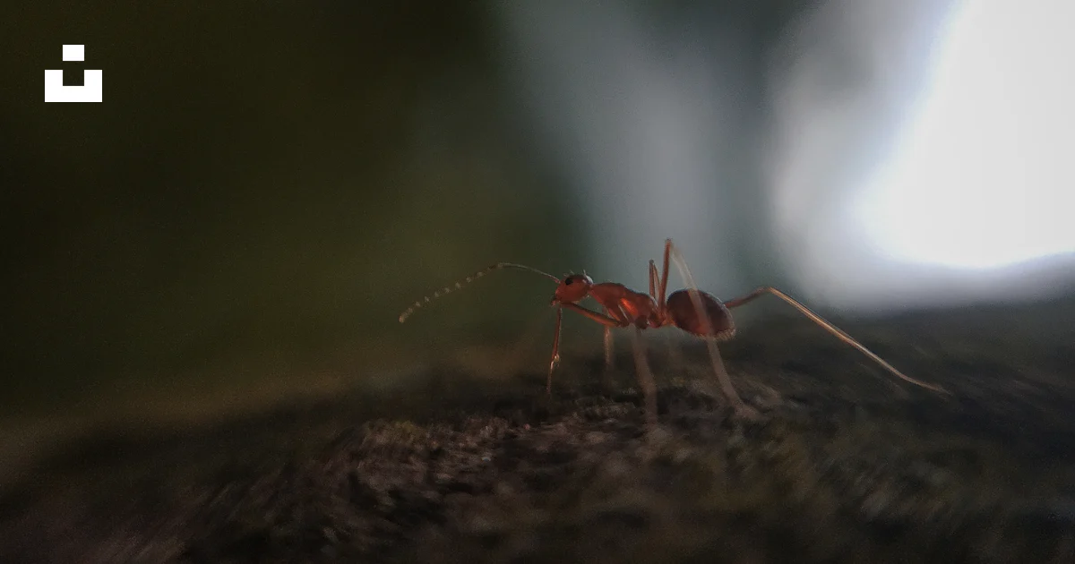 Red Insects Near Rocks A close up of a red insect on a rock photo – Free Kerala Image on Unsplash