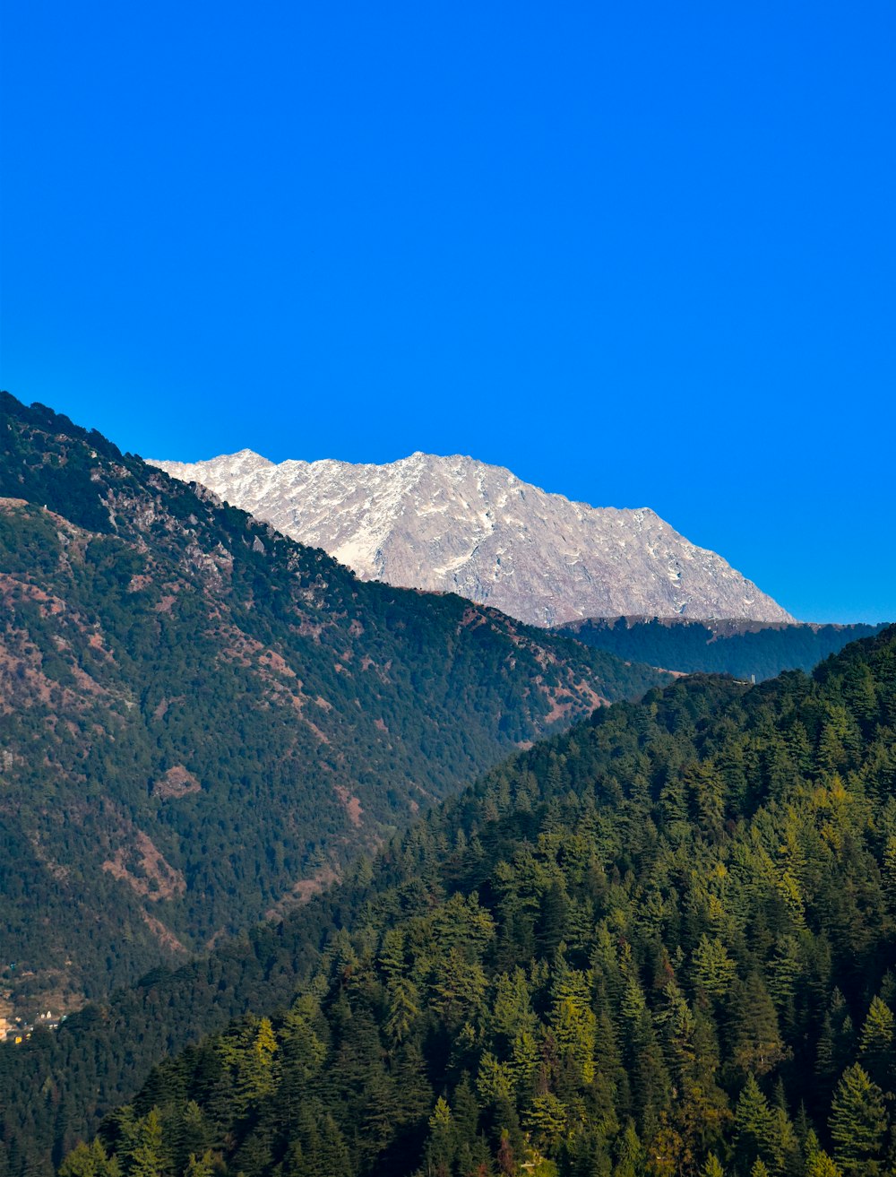 a view of a mountain range with trees in the foreground