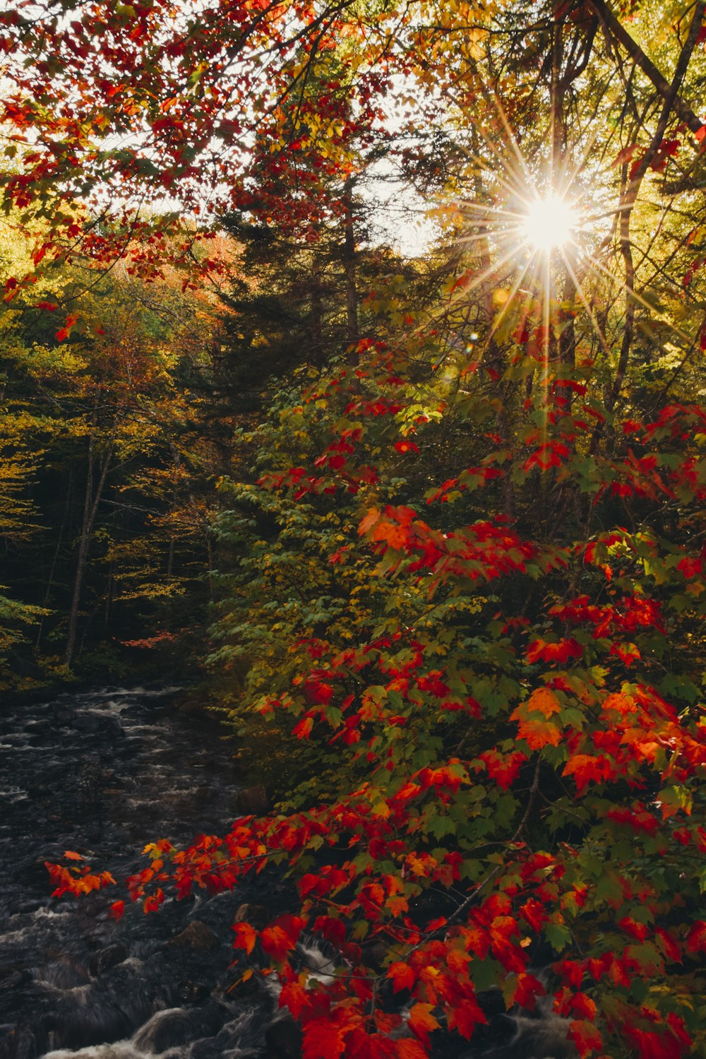 the sun shining through the trees over a river