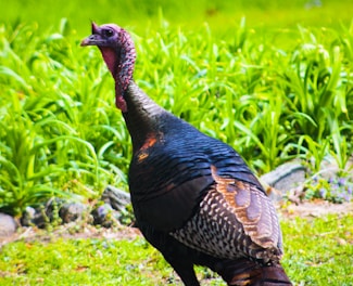 a close up of a bird on a field of grass