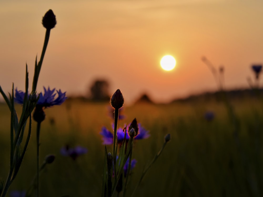 the sun is setting over a field of wildflowers