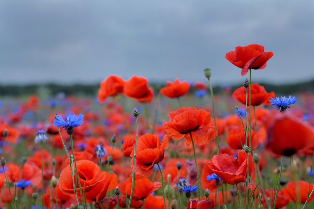 a field full of red and blue flowers