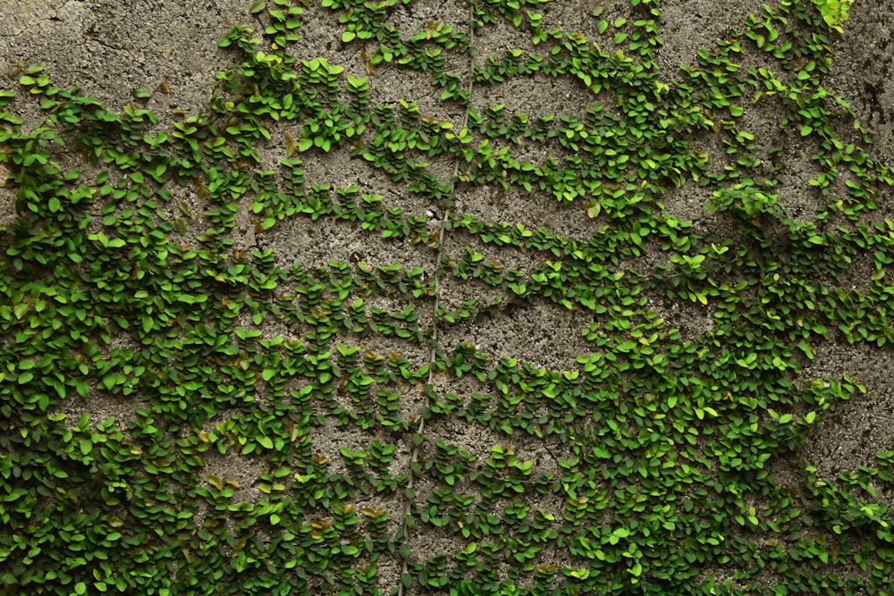 a green plant growing on the side of a stone wall
