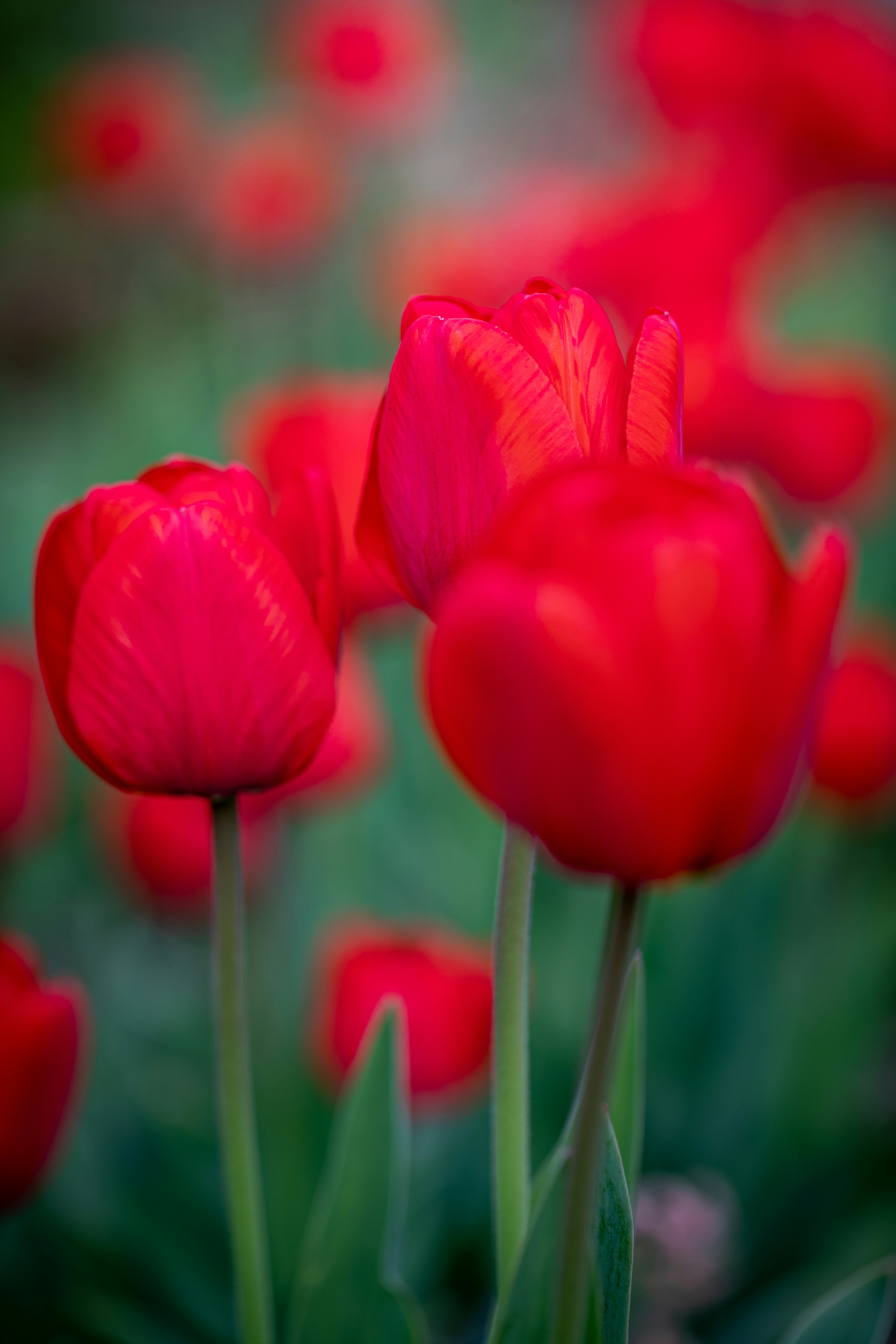 Photo by ovidiugruescu