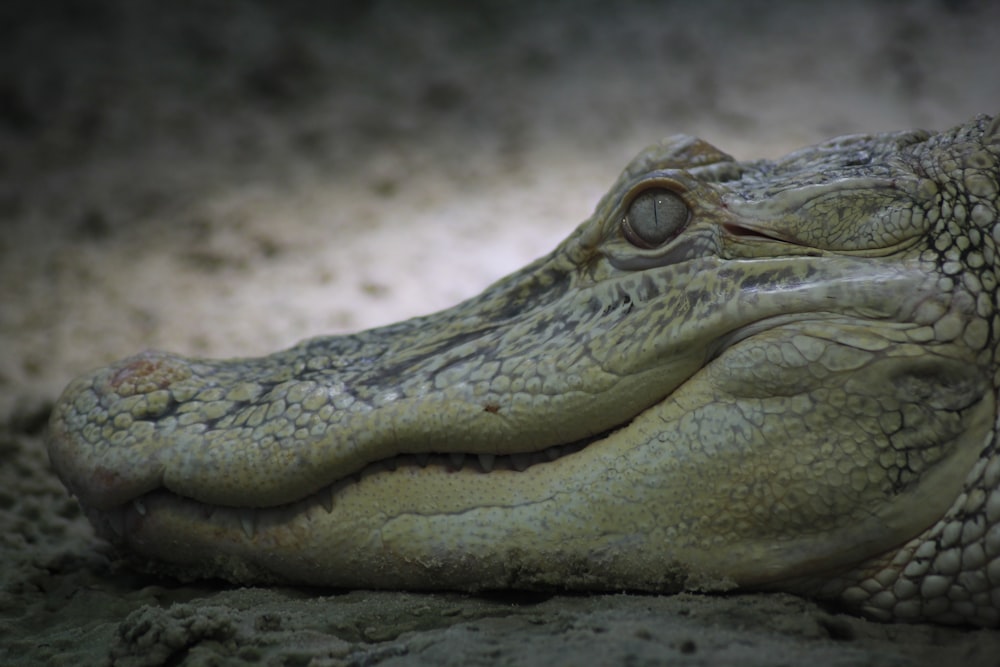 Un primer plano de la cabeza de un cocodrilo con una luz en el fondo