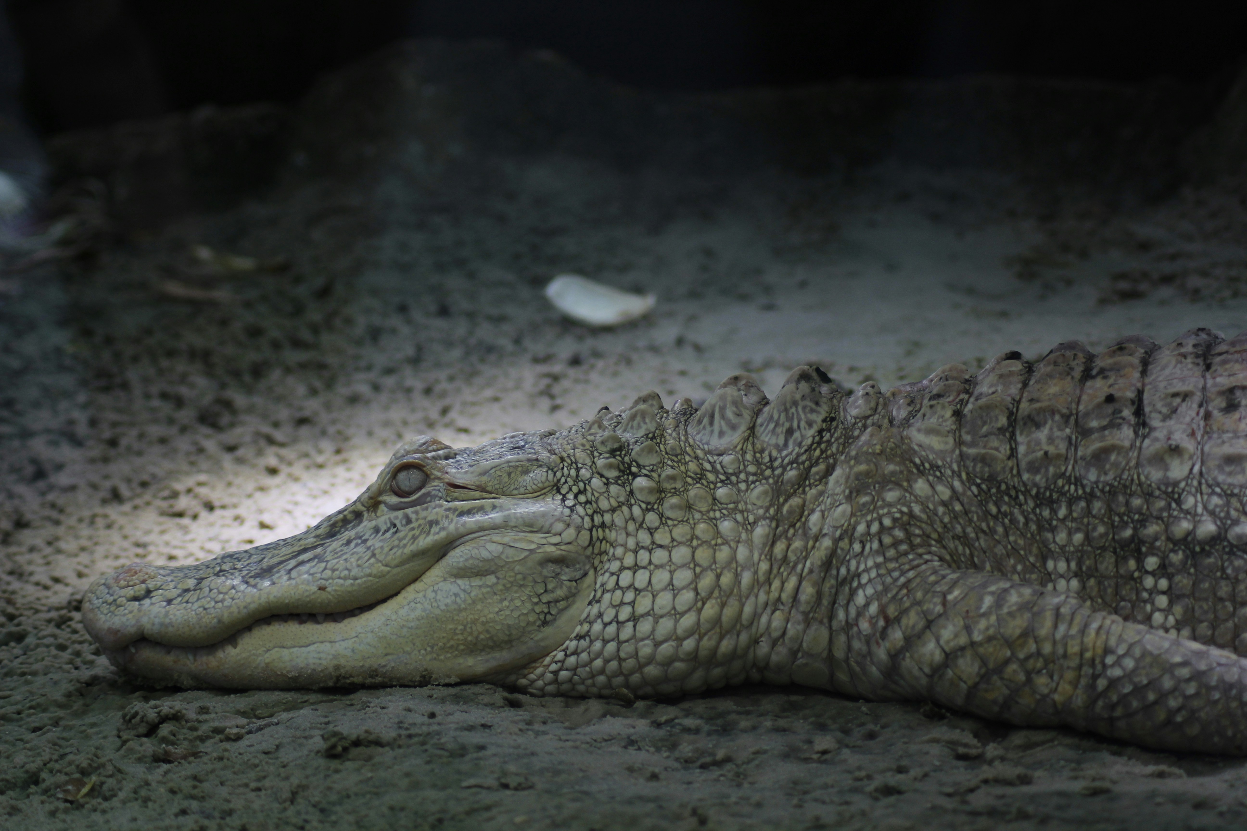 Here's why San Francisco's legendary albino alligator Claude died at just 30