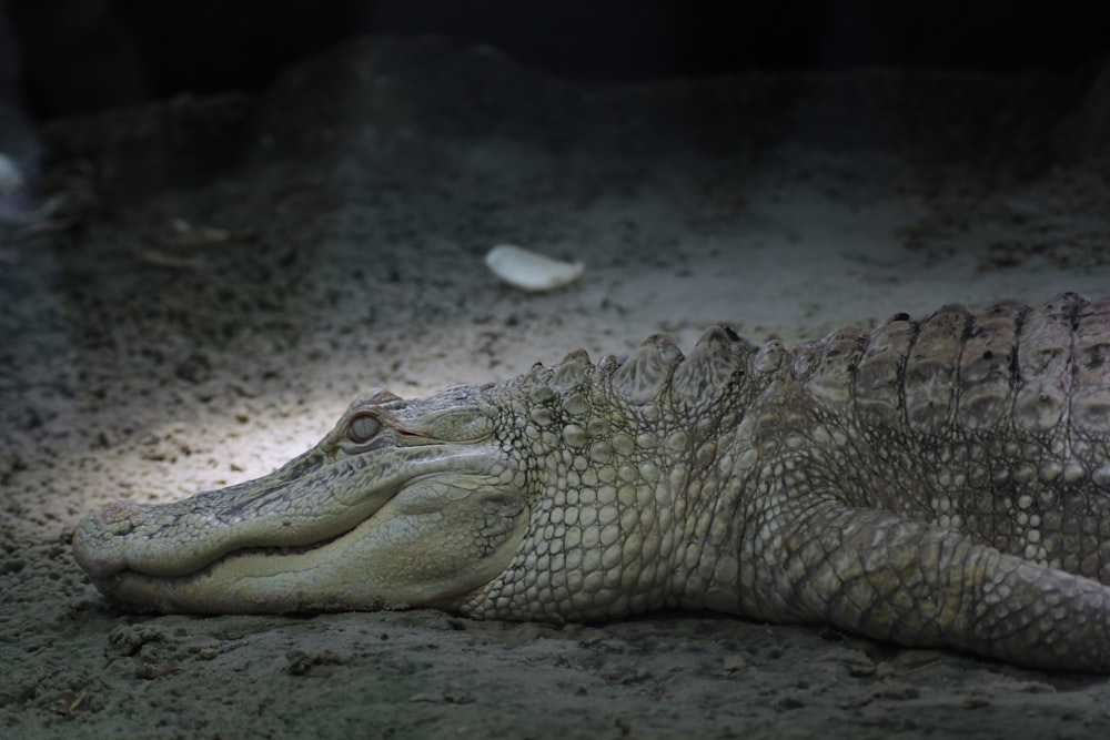 a large alligator is laying on the ground