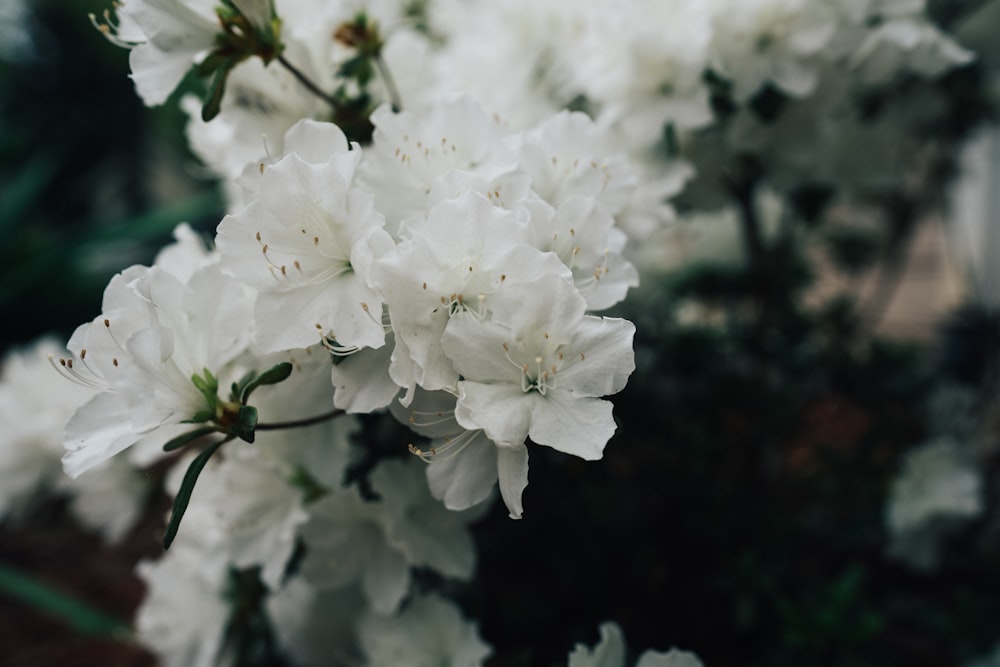 um close up de uma flor