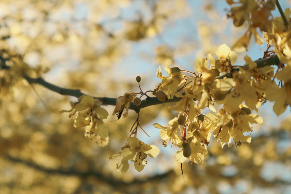 a close up of a tree with yellow flowers