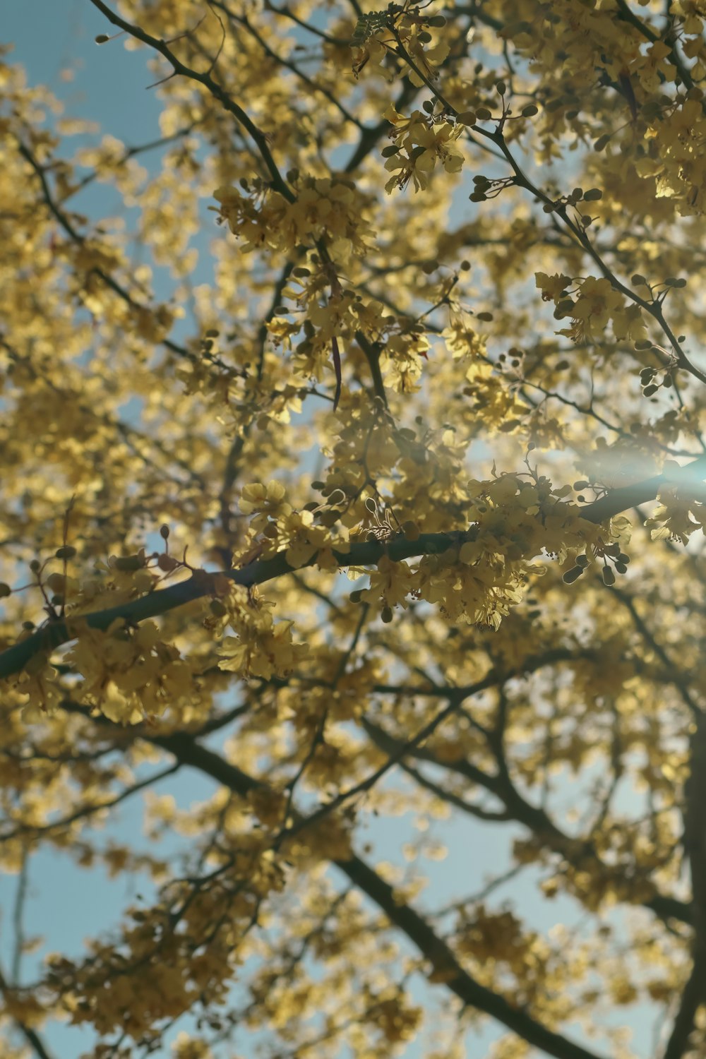 the sun shines through the leaves of a tree