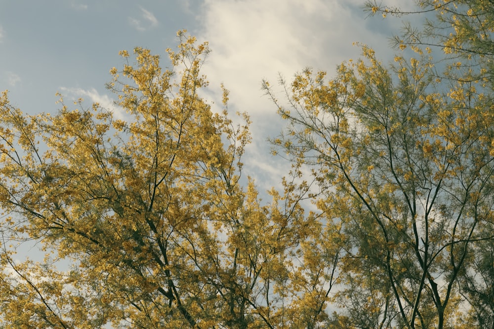 a tree with yellow leaves in front of a cloudy sky