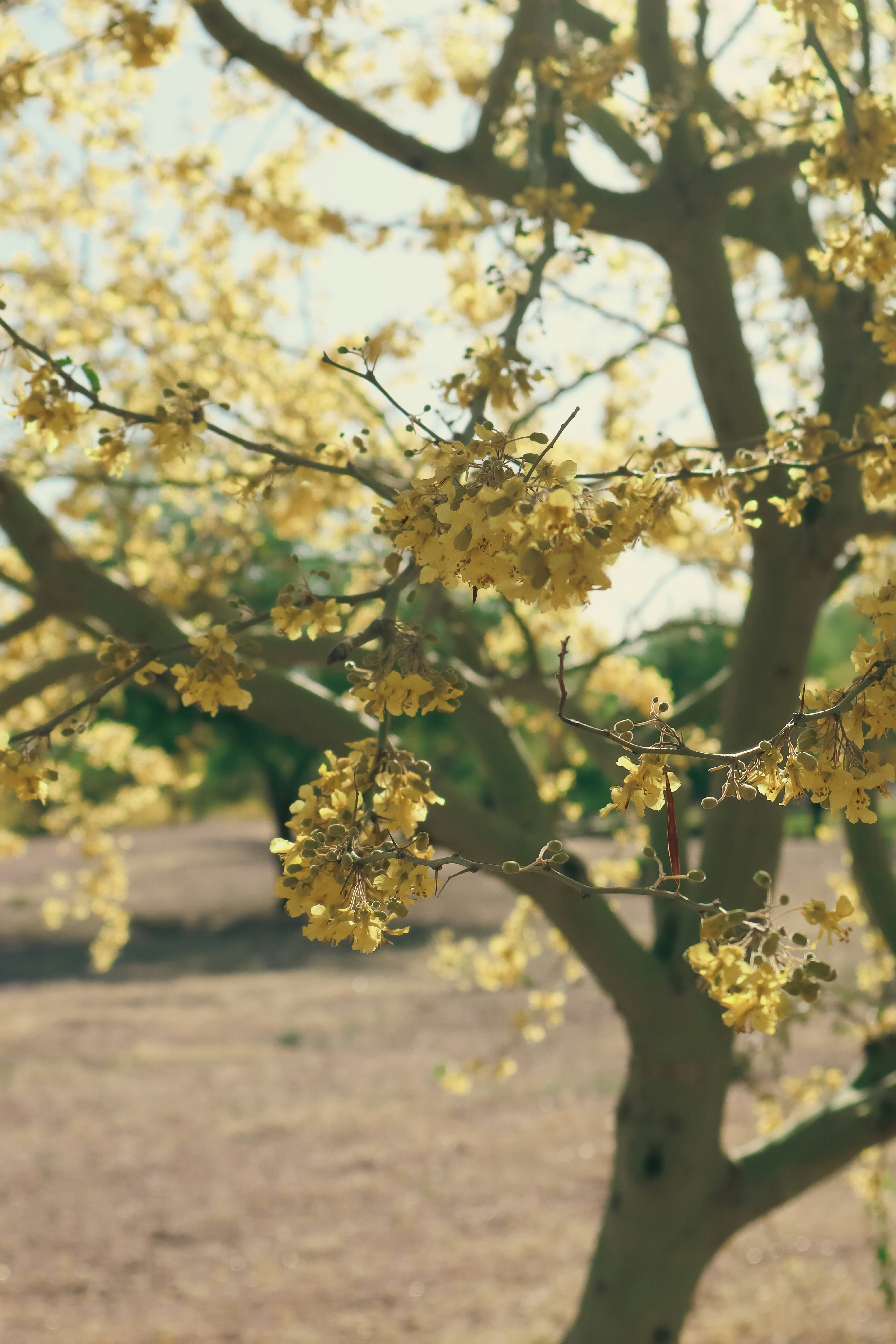 a tree with yellow flowers in a field