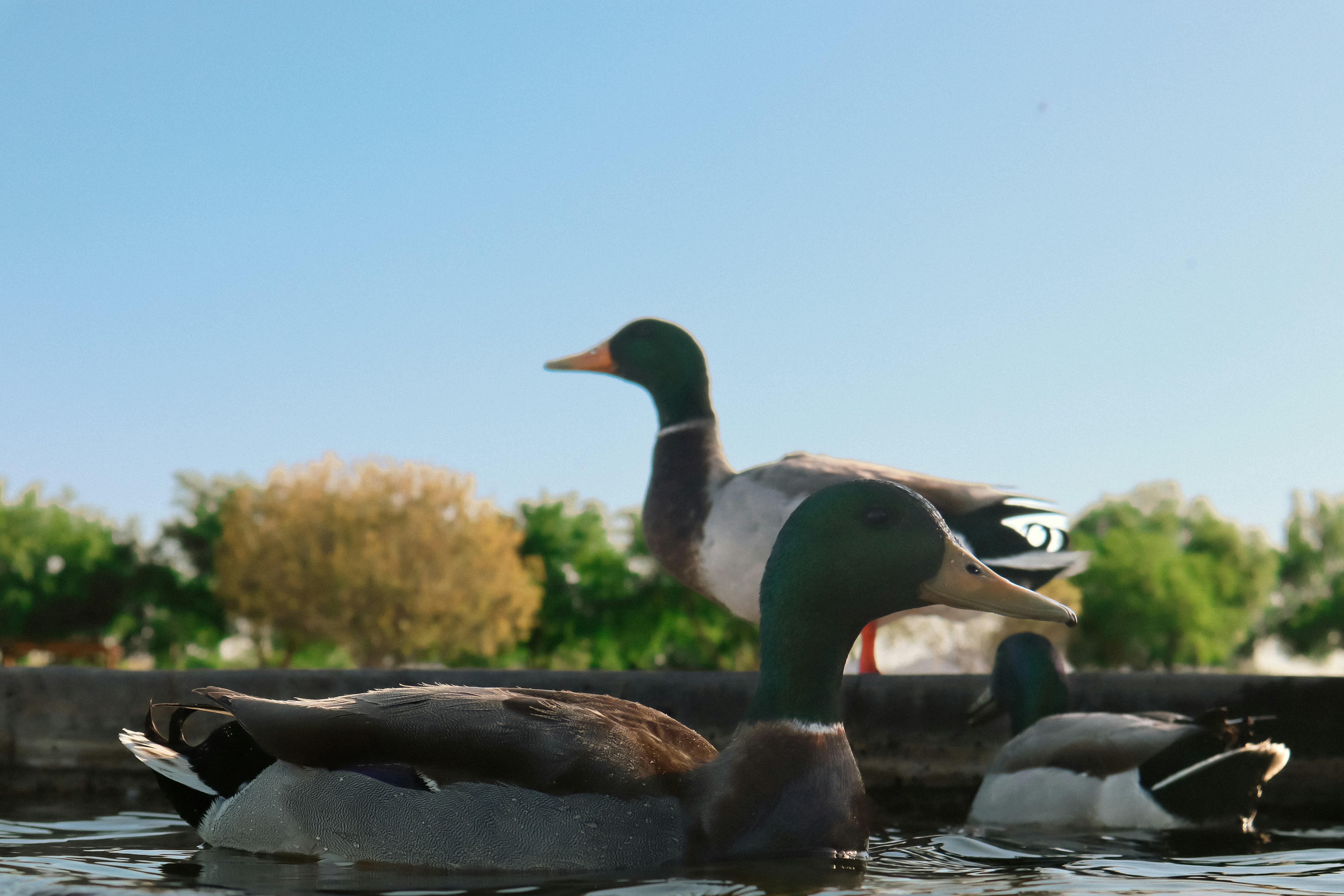a couple of ducks floating on top of a lake