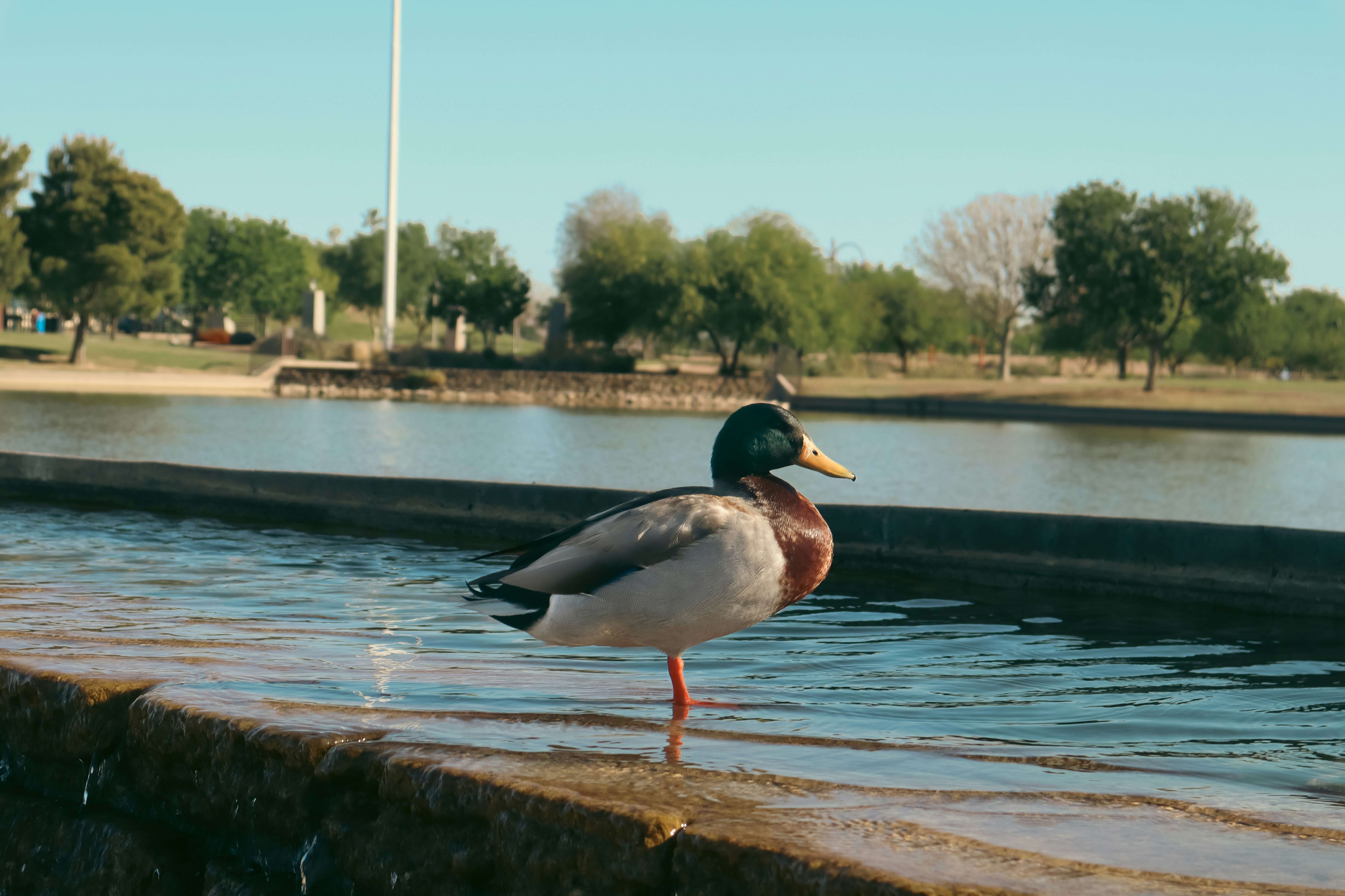 a duck standing on the edge of a body of water