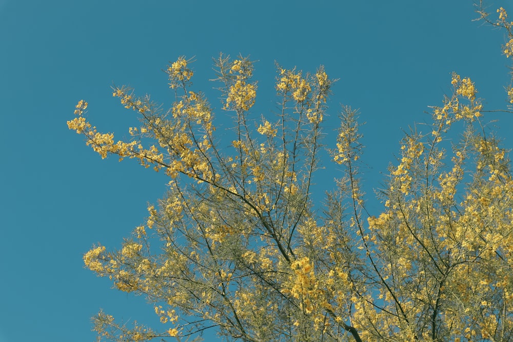 a tree with yellow leaves against a blue sky