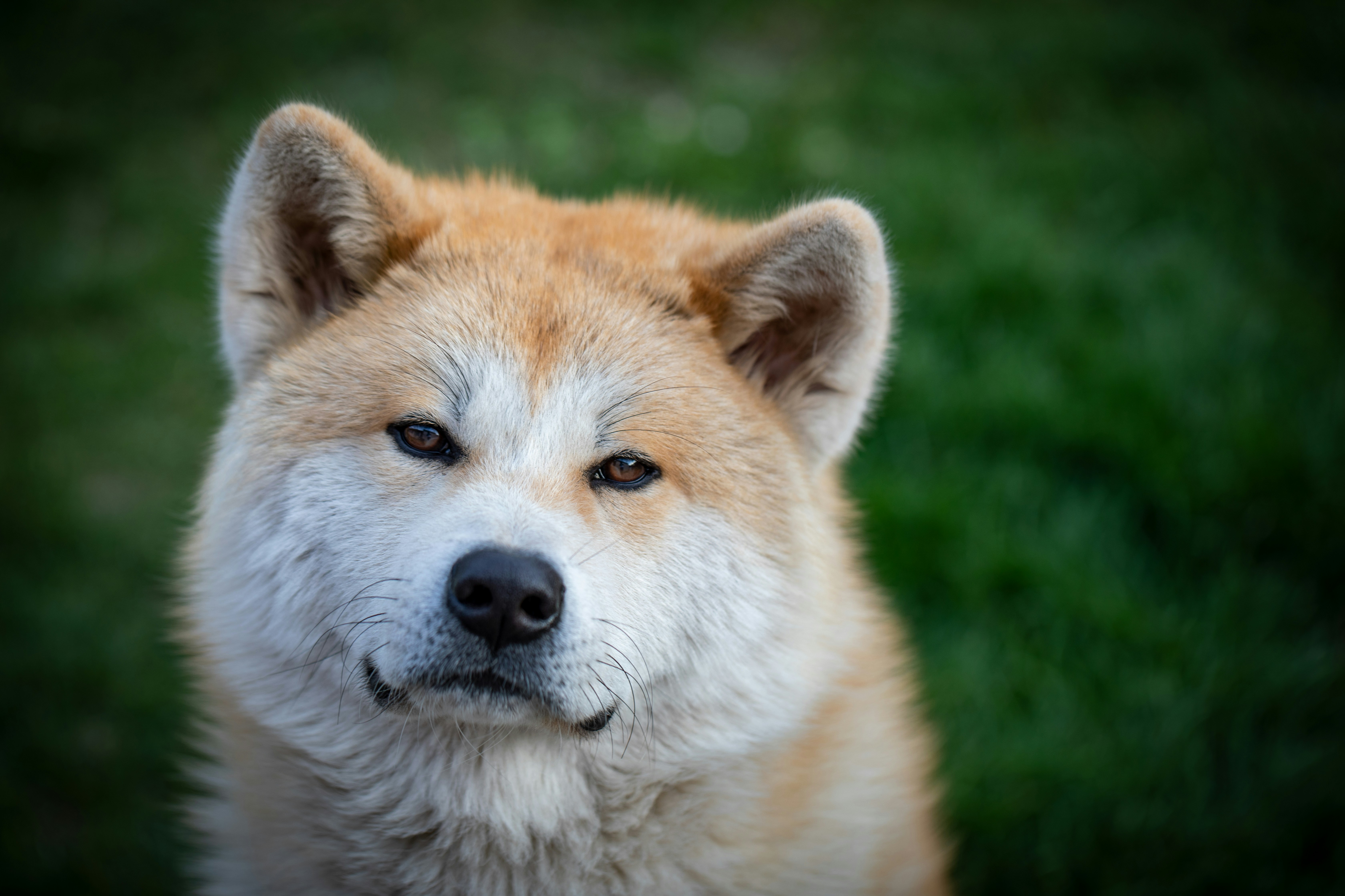 Photo by ovidiugruescu