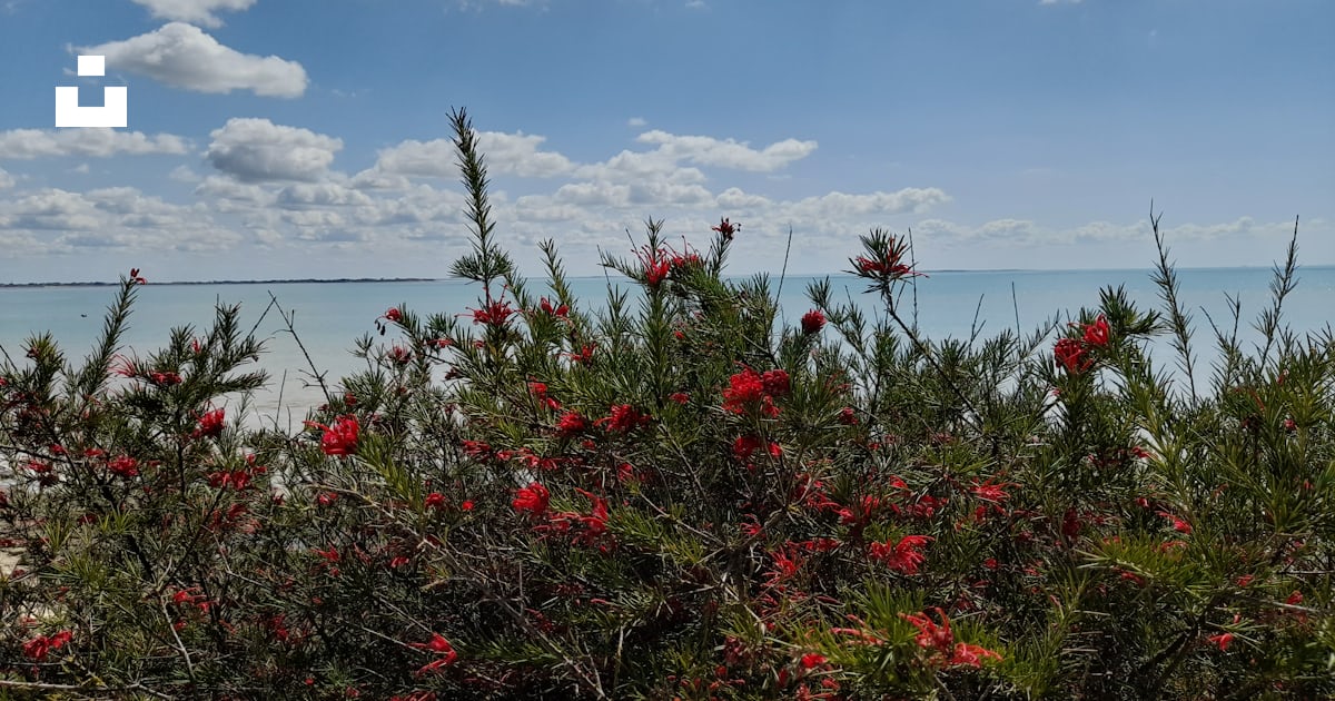 Un buisson aux fleurs rouges sur une plage photo – Photo Végétation ...