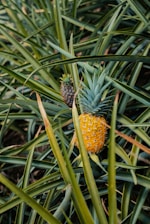 a pineapple is growing in a pineapple tree