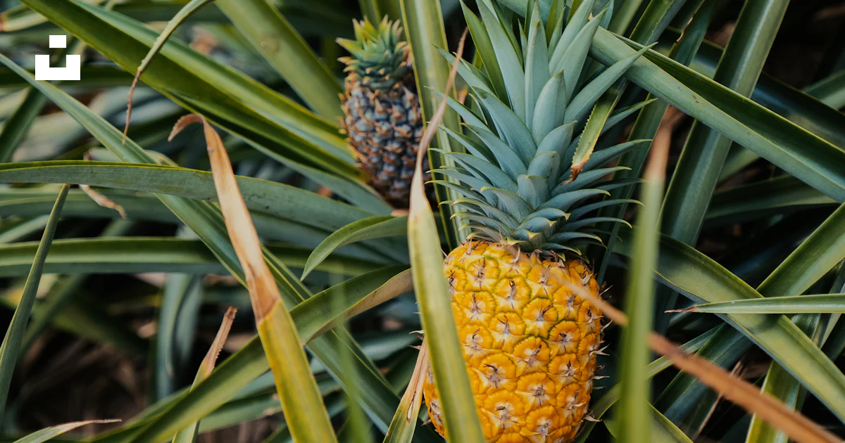 Una piña está creciendo en un árbol de piña foto – Imagen de Nicaragua ...