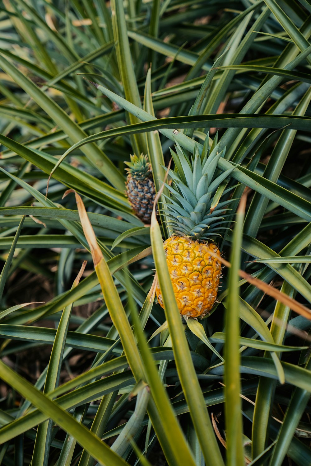 a pineapple is growing in a pineapple tree