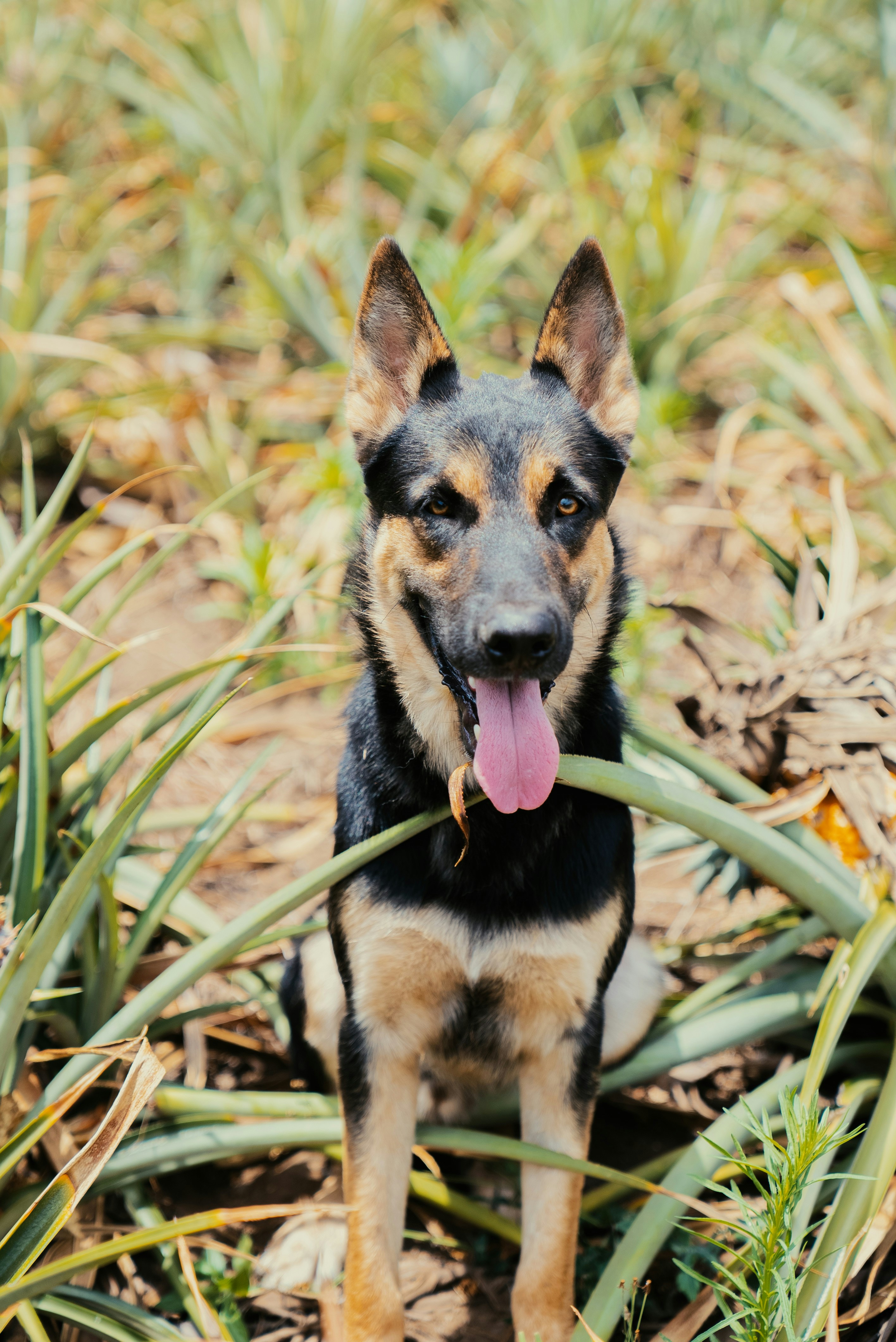 Photo by evanthewise