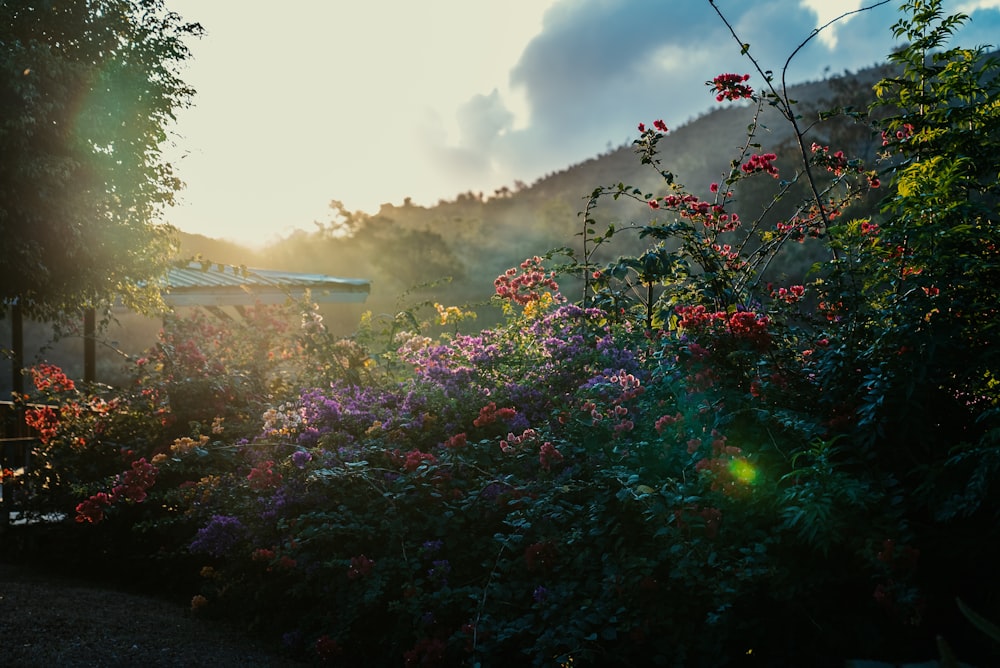 the sun is shining through the trees and flowers