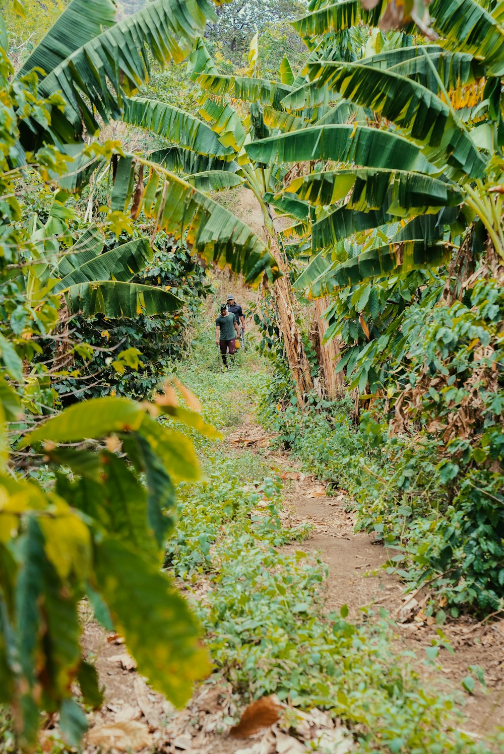 a man walking down a dirt path through a lush green forest