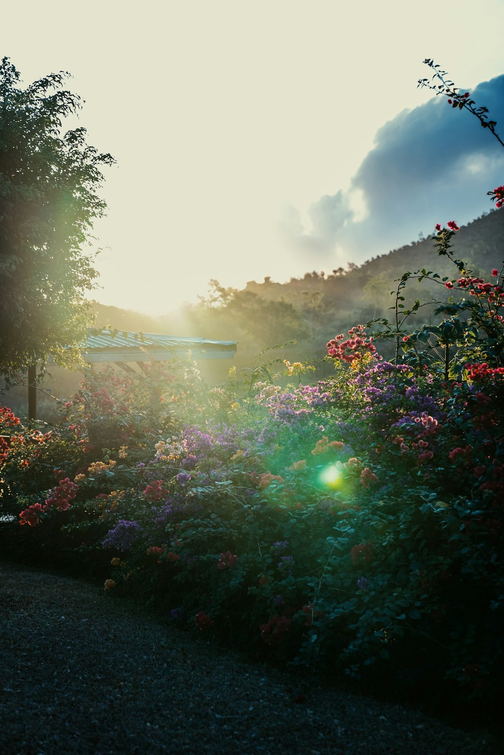 the sun is shining through the trees and flowers