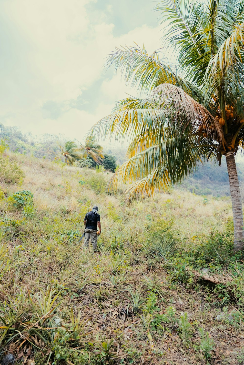 a man walking up a hill next to a palm tree