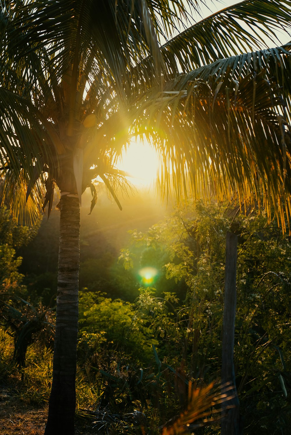 the sun is shining through the trees in the jungle