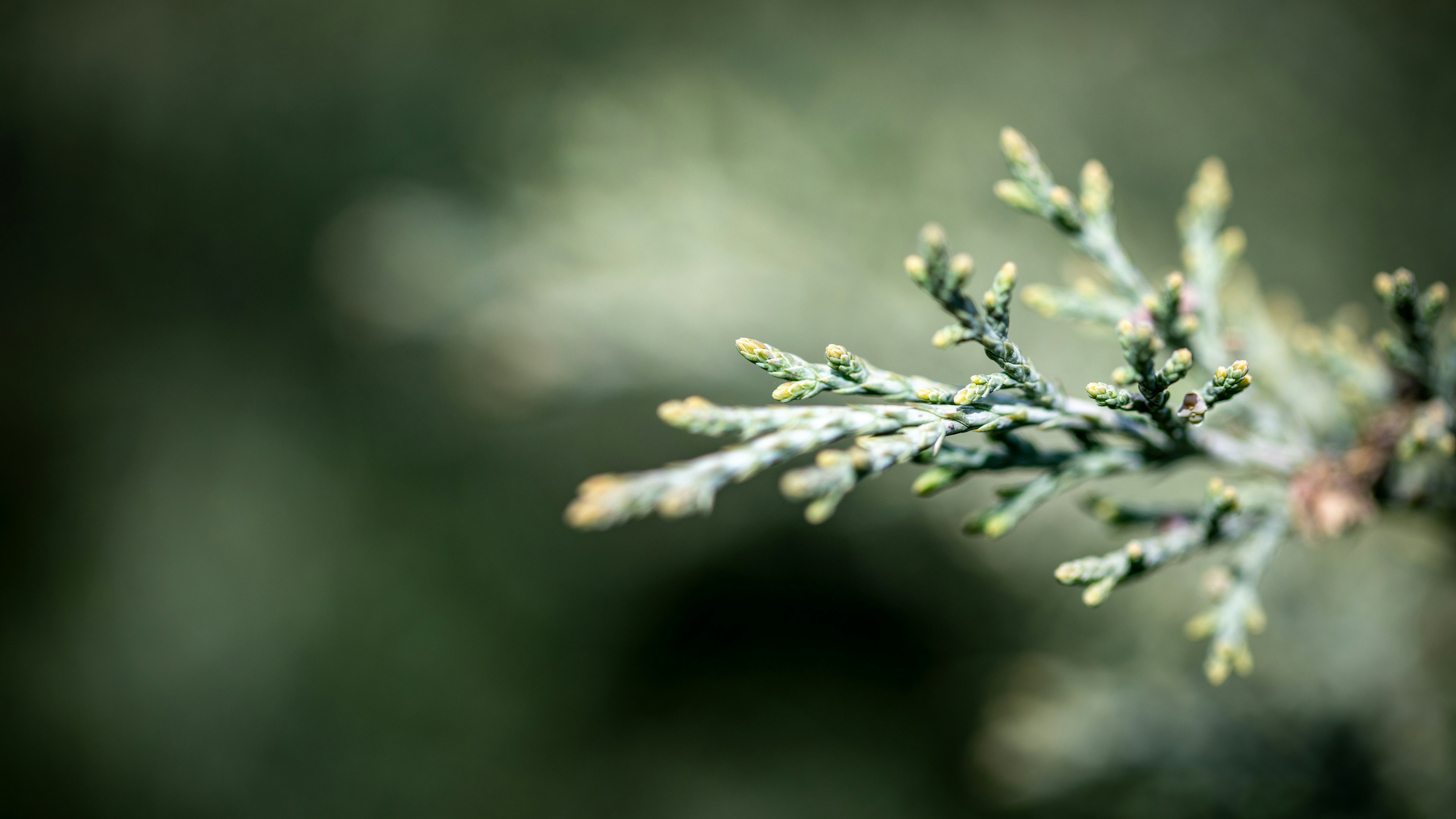 a close up of a branch of a tree