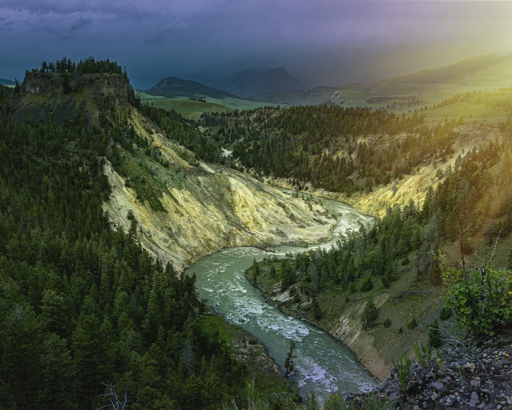 a river running through a lush green forest