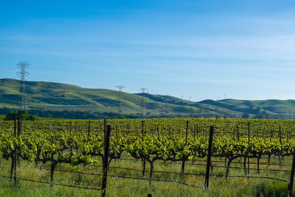 a field of vines with hills in the background