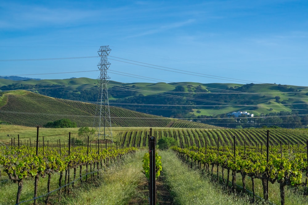 a field with a bunch of trees and hills in the background