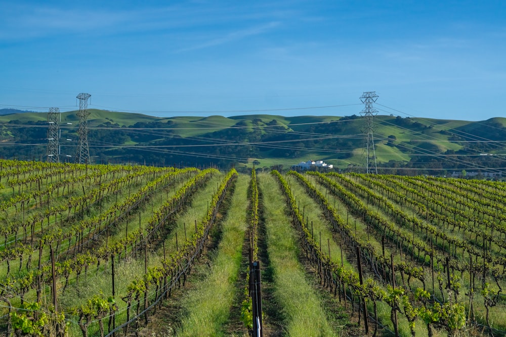 a field of green plants with hills in the background