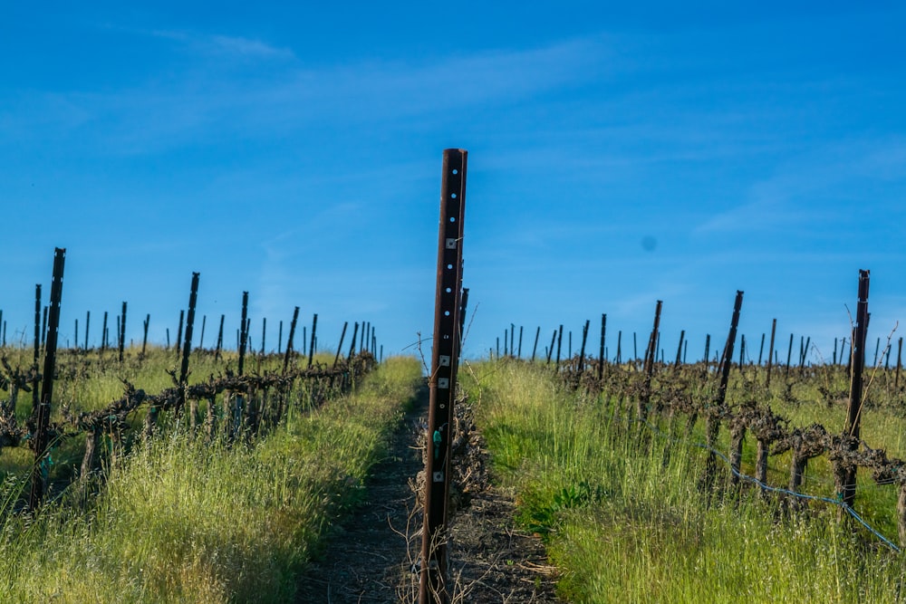 a dirt path in a field with tall grass