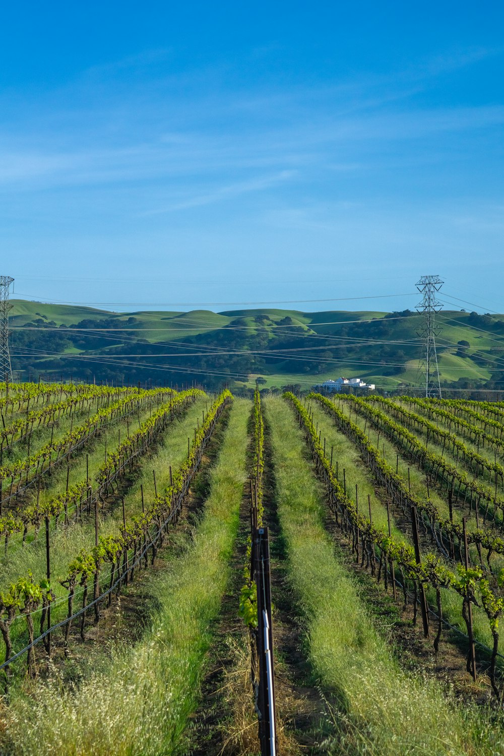 a large field of green plants with hills in the background