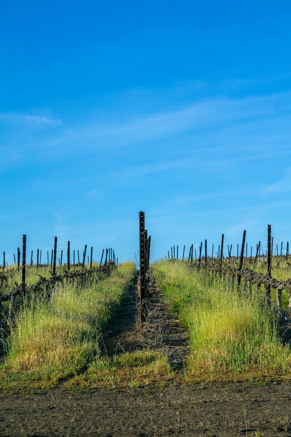 a field with a fence and a cow in the distance