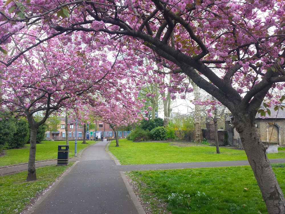 a park with lots of pink flowers on the trees