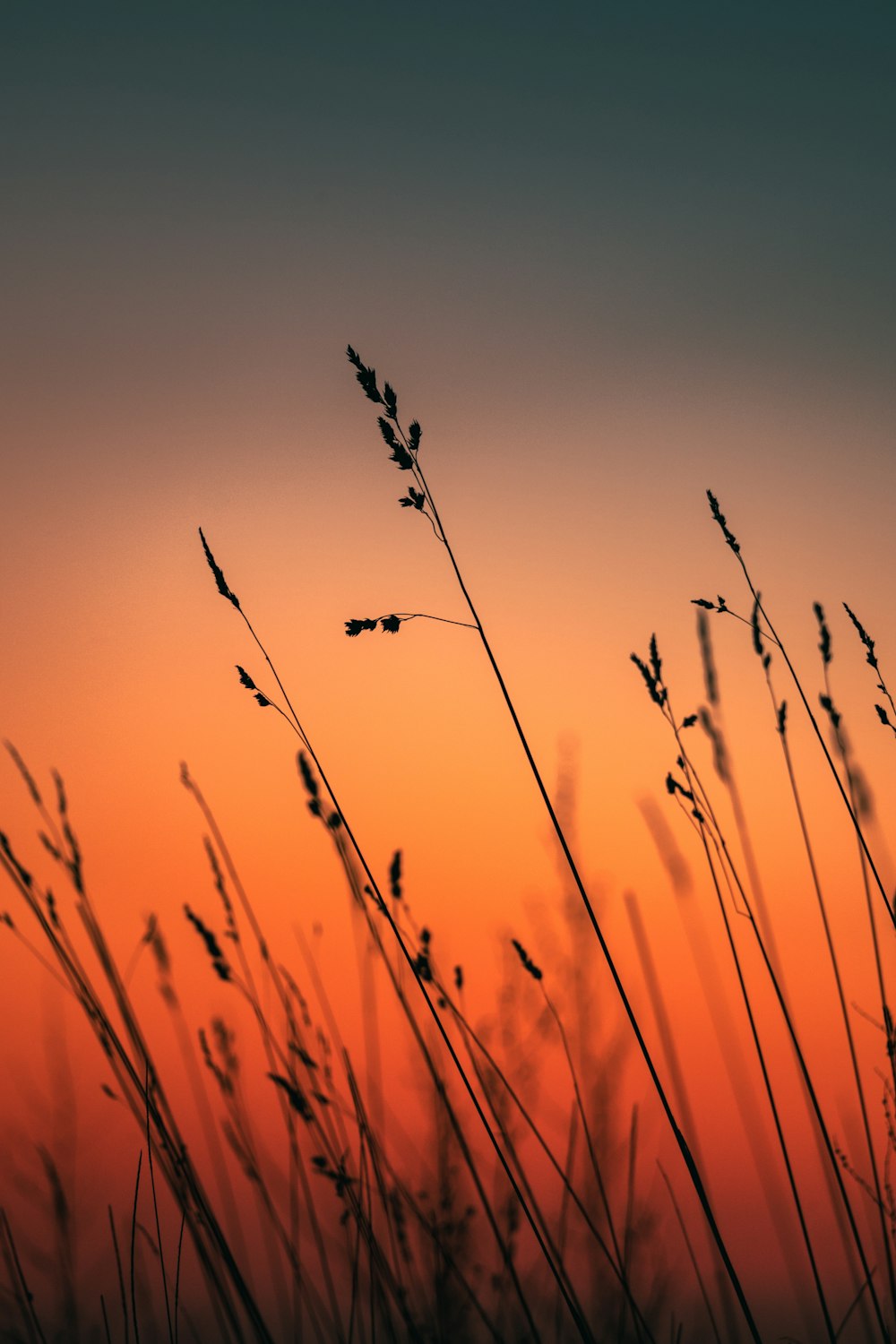 the sun is setting behind some tall grass