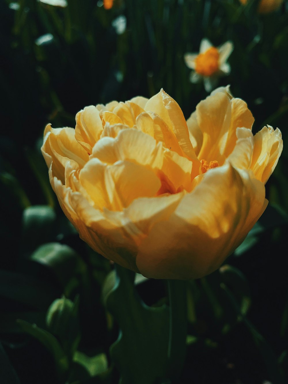 a close up of a yellow flower in a field