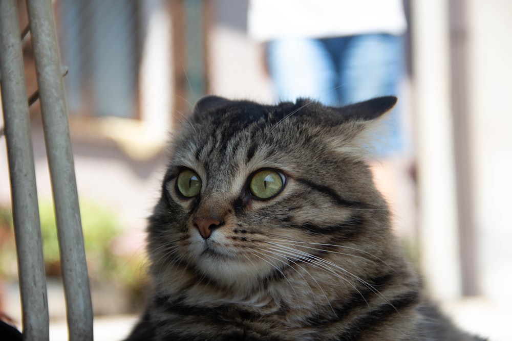 a cat sitting on a chair looking at the camera