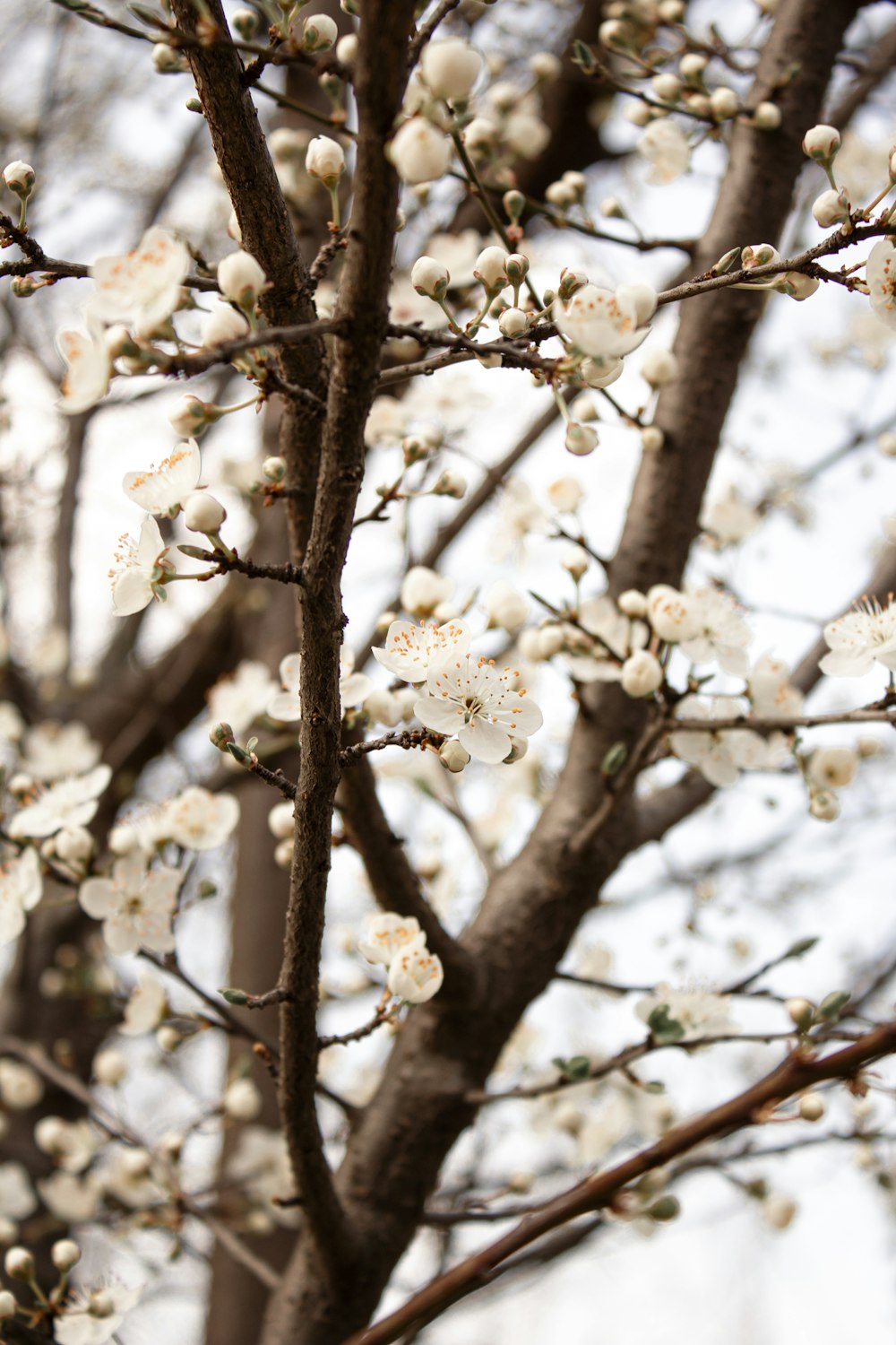 a tree with white flowers in a park