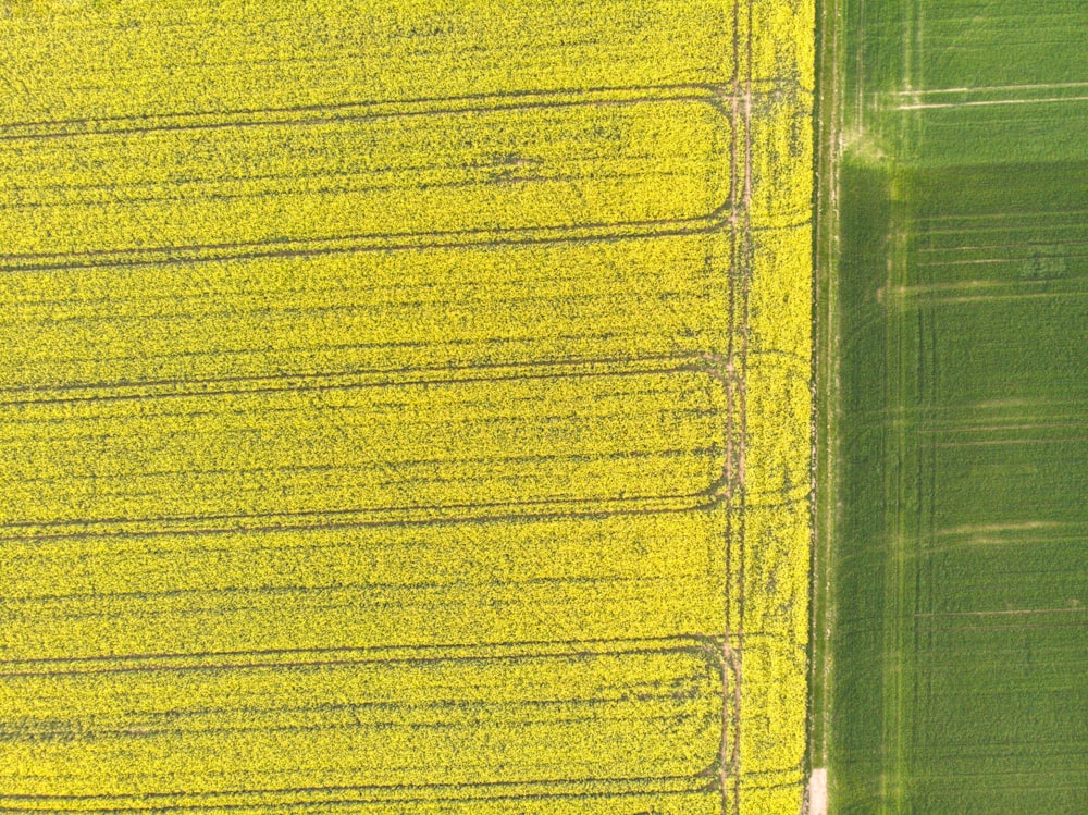 an aerial view of a field of yellow flowers